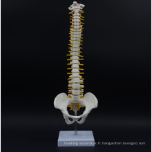 2017 ventes chaudes Didactic Spine Model